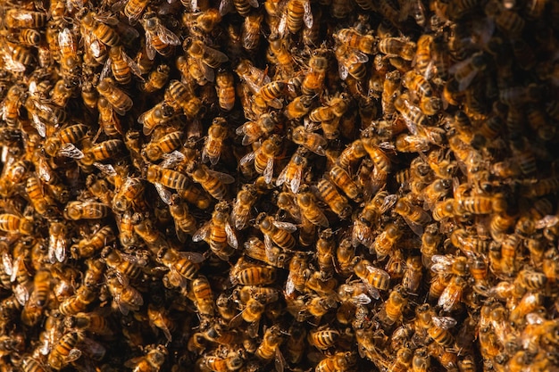 Zdjęcie zbliżenie pszczoły na ziemi