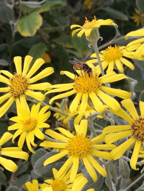 Zbliżenie pszczoły na żółtych kwiatach