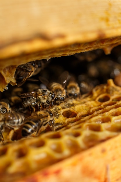 Zbliżenie pszczoły portret na honeycomb w ulu. Pszczelarstwo