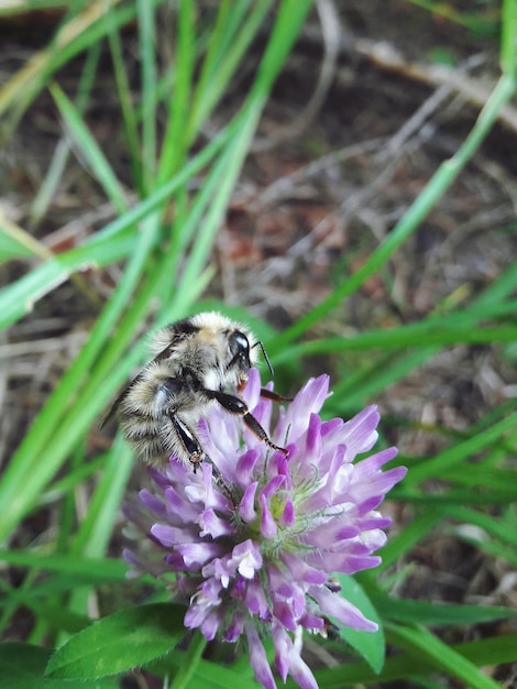 Zbliżenie pszczoły zapylającej fioletowy kwiat