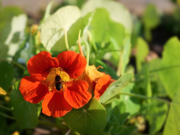 Zbliżenie pszczoły zapylającej kwiat