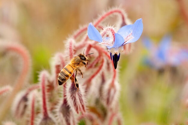 Zdjęcie zbliżenie pszczoły zapylającej kwiat