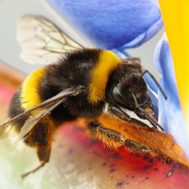 Zdjęcie zbliżenie pszczoły zapylającej kwiat