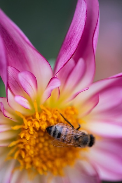 Zdjęcie zbliżenie pszczoły zapylającej różowy kwiat