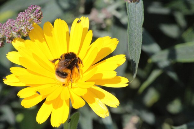 Zbliżenie pszczoły zapylającej żółty kwiat