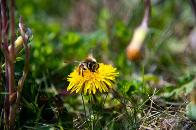 Zdjęcie zbliżenie pszczoły zapylającej żółty kwiat