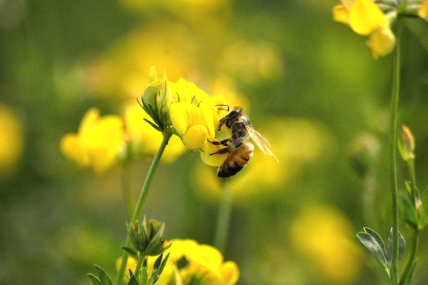 Zdjęcie zbliżenie pszczoły zapylającej żółty kwiat