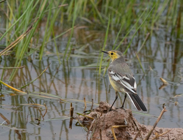 Zbliżenie ptak pliszka cytrynowa w Wetland