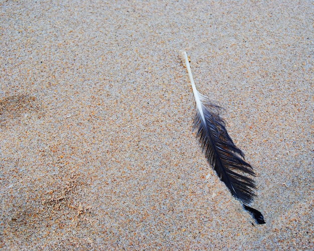 Zbliżenie ptaka latającego na plaży