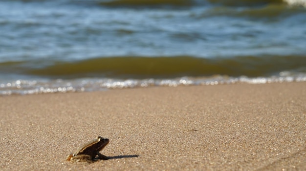 Zbliżenie ptaka na plaży