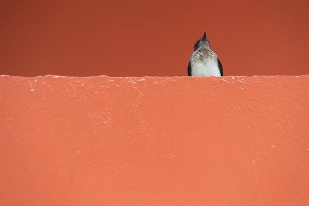 Zbliżenie Ptaka Na Pomarańczową ścianę