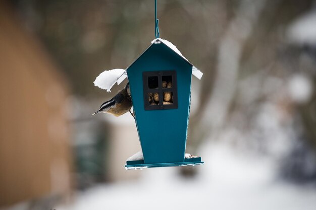 Zdjęcie zbliżenie ptaka nuthatch siedzącego na karmniku ptaków, aby jeść w zimie