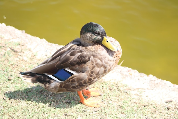 Zdjęcie zbliżenie ptaka siedzącego na brzegu jeziora