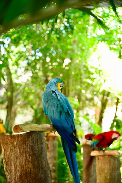 Zdjęcie zbliżenie ptaka siedzącego na drewnianym słupie