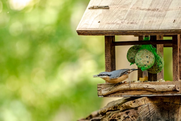 Zdjęcie zbliżenie ptaka siedzącego na drewnie