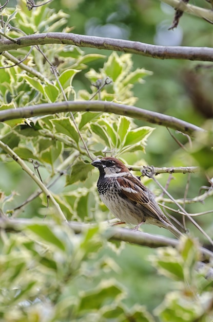 Zdjęcie zbliżenie ptaka siedzącego na drzewie