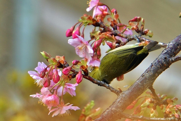 Zdjęcie zbliżenie ptaka siedzącego na gałęzi wiśni