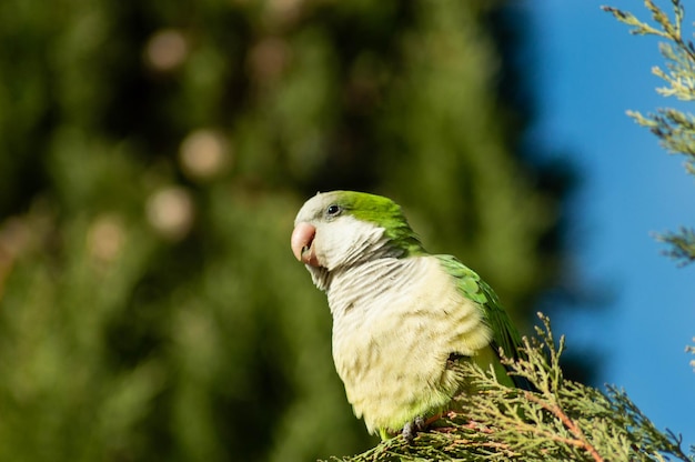Zdjęcie zbliżenie ptaka siedzącego na gałęzi