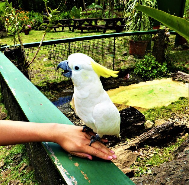 Zdjęcie zbliżenie ptaka siedzącego na ręku