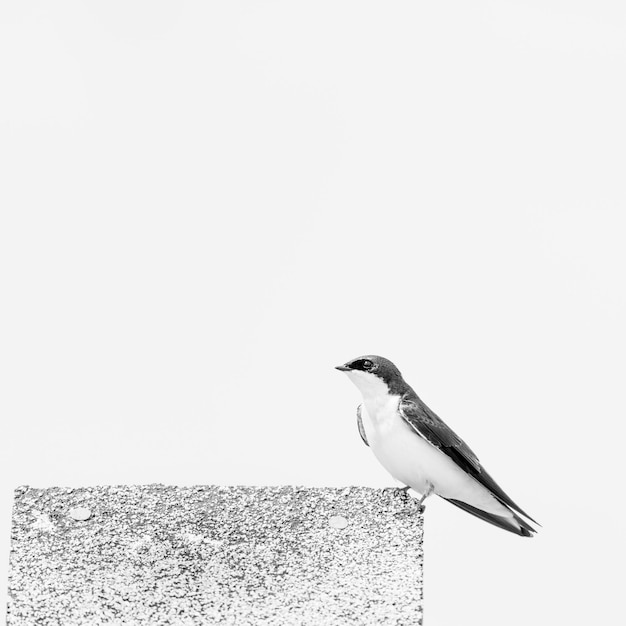 Zbliżenie ptaka siedzącego na ścianie na białym tle