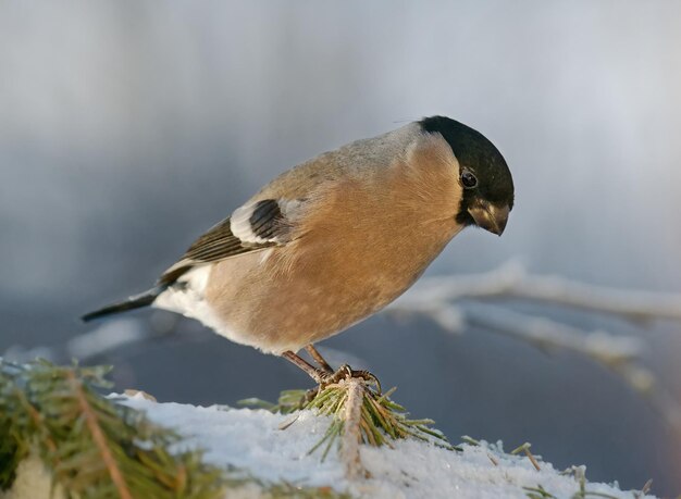 Zbliżenie Ptaka Siedzącego Na śniegu