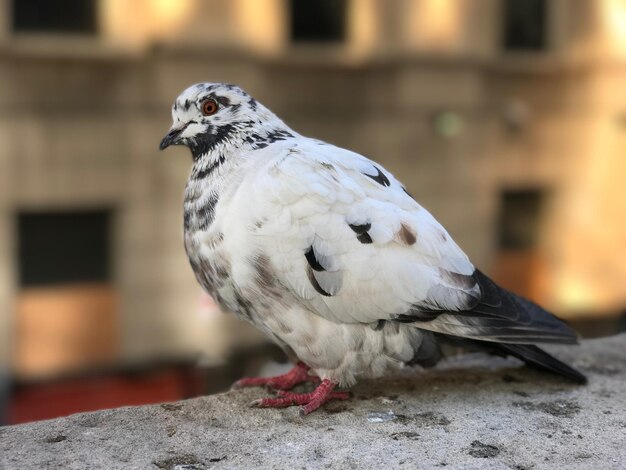 Zdjęcie zbliżenie ptaka siedzącego na świeżym powietrzu