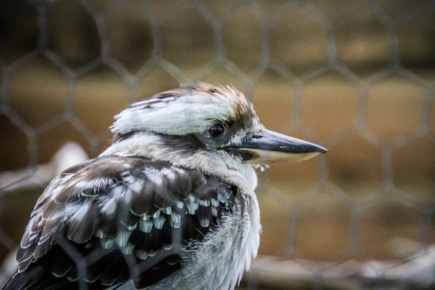 Zdjęcie zbliżenie ptaka w zoo