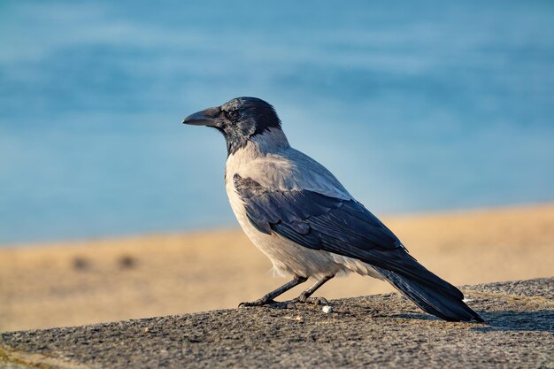 Zbliżenie ptaka wrona Corvus Corvidae w słoneczny dzień