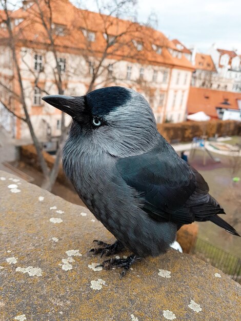 Zdjęcie zbliżenie ptaka