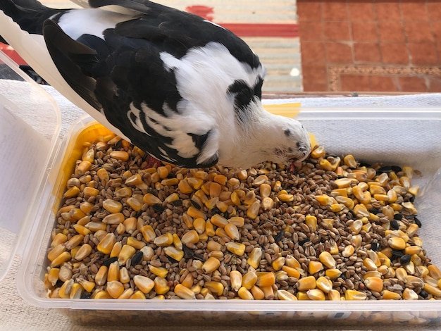 Zdjęcie zbliżenie ptaków jedzących pokarm
