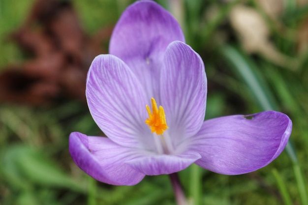 Zdjęcie zbliżenie purpurowego krokusu kwitnącego na świeżym powietrzu