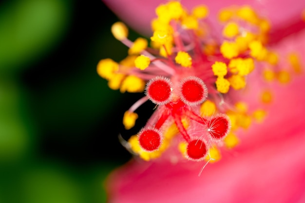 Zbliżenie pyłku hibiskusa pokazującego piękny wzór