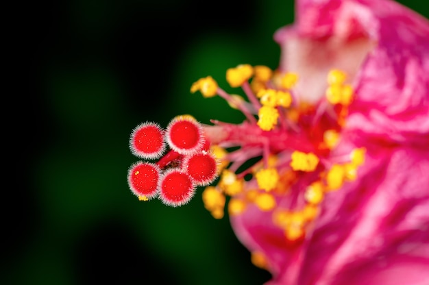 Zbliżenie pyłku hibiskusa pokazującego piękny wzór