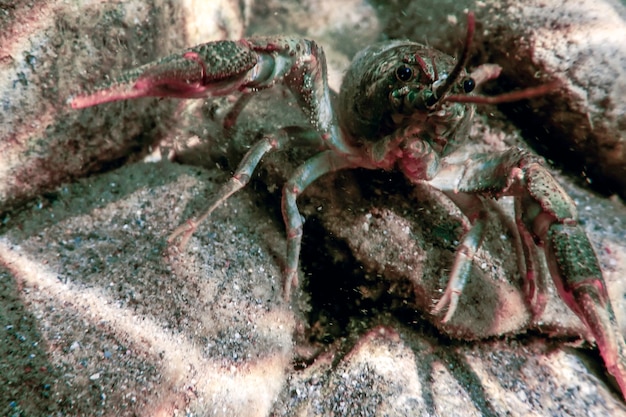 Zbliżenie raki słodkowodne pod wodą (Astacus astacus) krystalicznie czysta woda