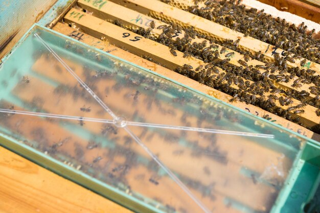 Zbliżenie ramki z woskowym plastrem miodu z pszczołami na nich Przepływ pasieki