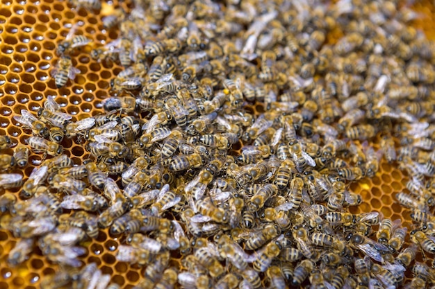 Zbliżenie ramki z woskowym plastrem miodu z pszczołami na nich Przepływ pasieki