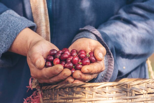 Zbliżenie ręce żniwa czerwone dojrzałe nasiona kawy robusta arabica jagody do zbioru kawy farm