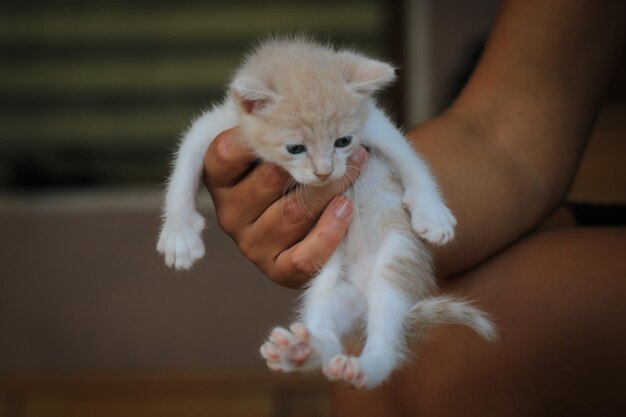 Zbliżenie ręki trzymającej białego kociaka