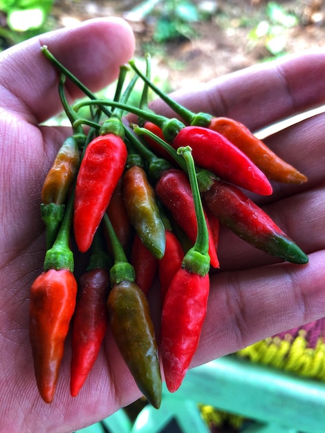 Zdjęcie zbliżenie ręki trzymającej czerwone papryki chili