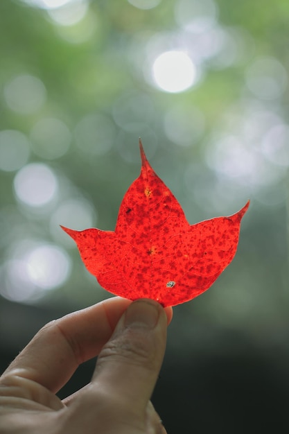 Zdjęcie zbliżenie ręki trzymającej czerwony liść klonu na świeżym powietrzu