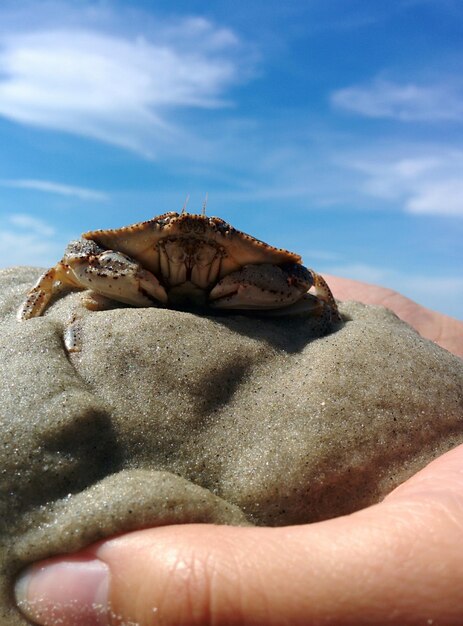 Zbliżenie ręki trzymającej kraba na plaży na tle nieba