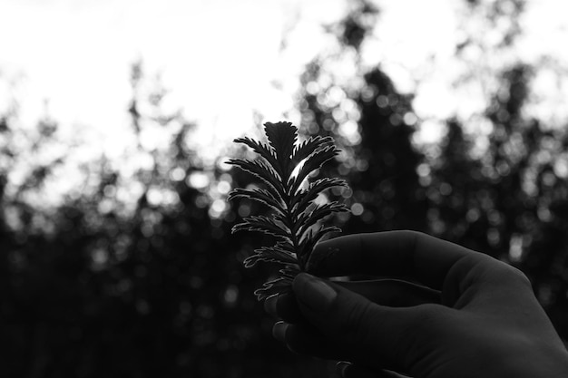 Zdjęcie zbliżenie ręki trzymającej liście