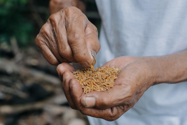 Zbliżenie ręki trzymającej nasiona SiewNasionaRyżowe nasiona ryżu