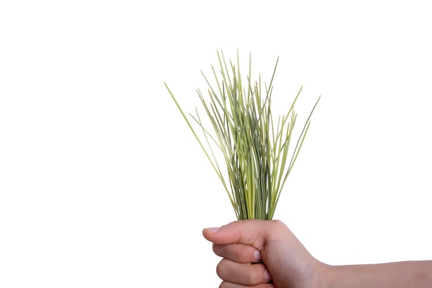 Zbliżenie ręki trzymającej trawę na białym tle