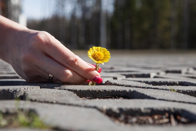 Zdjęcie zbliżenie ręki trzymającej żółty kwiat na lądzie