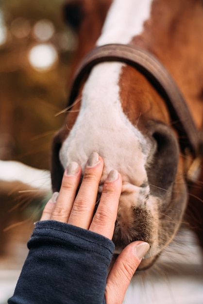 zbliżenie ręki womans dotykającej miękkiego nosa konia związek między ludźmi a
