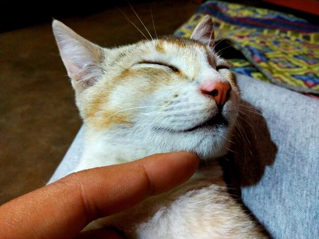 Zbliżenie ręki z kotem
