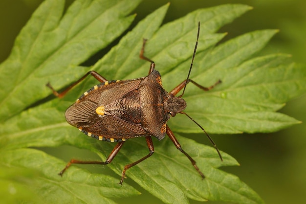 Zbliżenie robaka brązowego lasu lub robaka czerwononogiego na zielonym liściu, Pentatoma rufipes