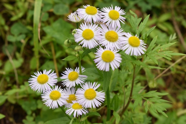 Zbliżenie rocznych stokrotek fleabane kwitnących w ogrodzie