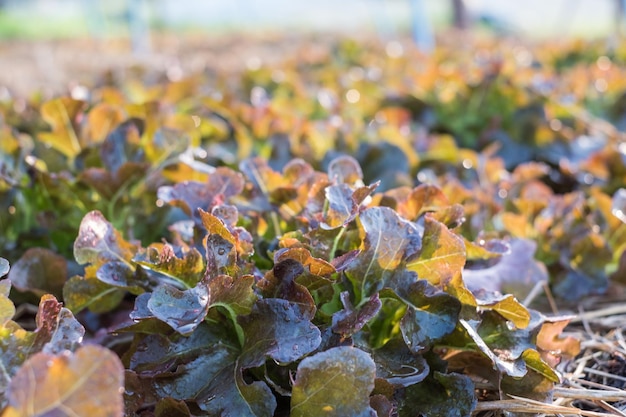 Zbliżenie rolnictwa ekologicznego czerwonego dębu na plantacji